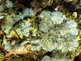 Degelia atlantica image