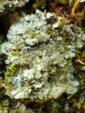 Degelia atlantica image