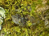 Leptogium cochleatum image