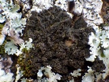 Collema nigrescens image