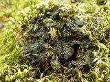 Collema nigrescens image