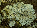 Parmotrema reticulatum image