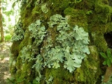Parmotrema robustum image