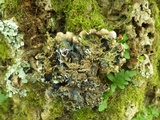 Parmotrema robustum image