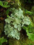 Parmotrema robustum image