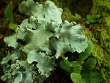 Parmotrema robustum image