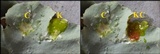 Parmotrema robustum image