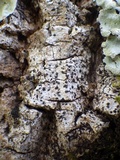 Acrocordia gemmata image
