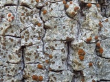 Caloplaca cerina image