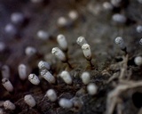 Craterium leucocephalum var. leucocephalum image
