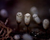 Craterium leucocephalum var. leucocephalum image