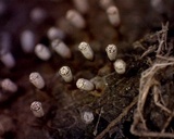 Craterium leucocephalum var. leucocephalum image