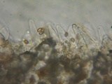Pholiota highlandensis image