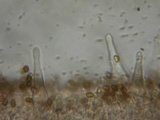 Pholiota highlandensis image