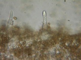 Pholiota highlandensis image