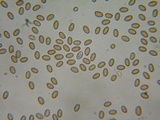 Pholiota highlandensis image