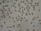 Pholiota highlandensis image
