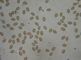 Pholiota highlandensis image