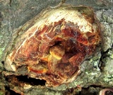Phellinus gilvus image