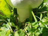 Agaricus bisporus image