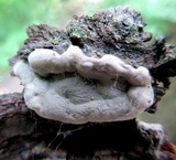 Kretzschmaria deusta image