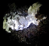 Kretzschmaria deusta image