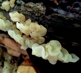 Ductifera pululahuana image