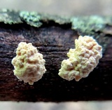 Xylaria cubensis image