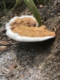 Ganoderma zonatum image