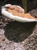 Ganoderma zonatum image