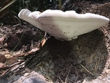 Ganoderma zonatum image