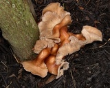 Collybiopsis luxurians image