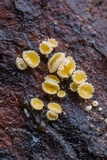 Lachnellula ellisiana image