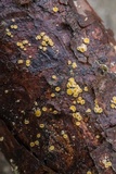 Lachnellula ellisiana image