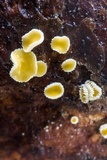 Lachnellula ellisiana image