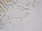 Lachnellula ellisiana image