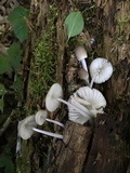 Mycena galericulata image