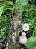 Mycena galericulata image