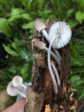 Mycena galericulata image