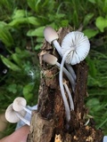 Mycena galericulata image