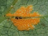 Allodus podophylli image