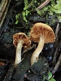 Simocybe sumptuosa image