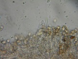Simocybe sumptuosa image