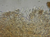 Simocybe sumptuosa image