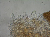 Simocybe sumptuosa image