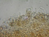 Simocybe sumptuosa image