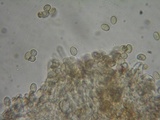 Simocybe sumptuosa image