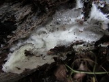 Trechispora mollusca image