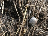 Coprinopsis cinerea image