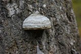 Fomes excavatus image